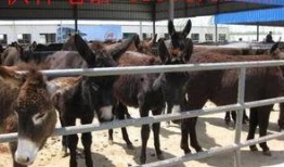 二驴爆料聊城事件视频,揭秘聊城事件背后真相